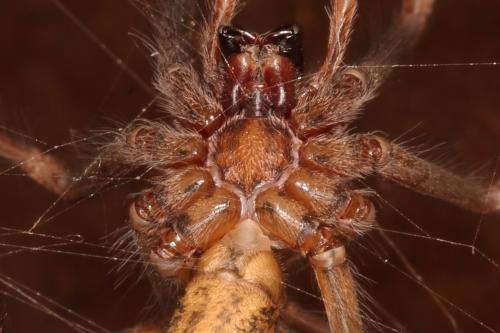 Eratigena sp.